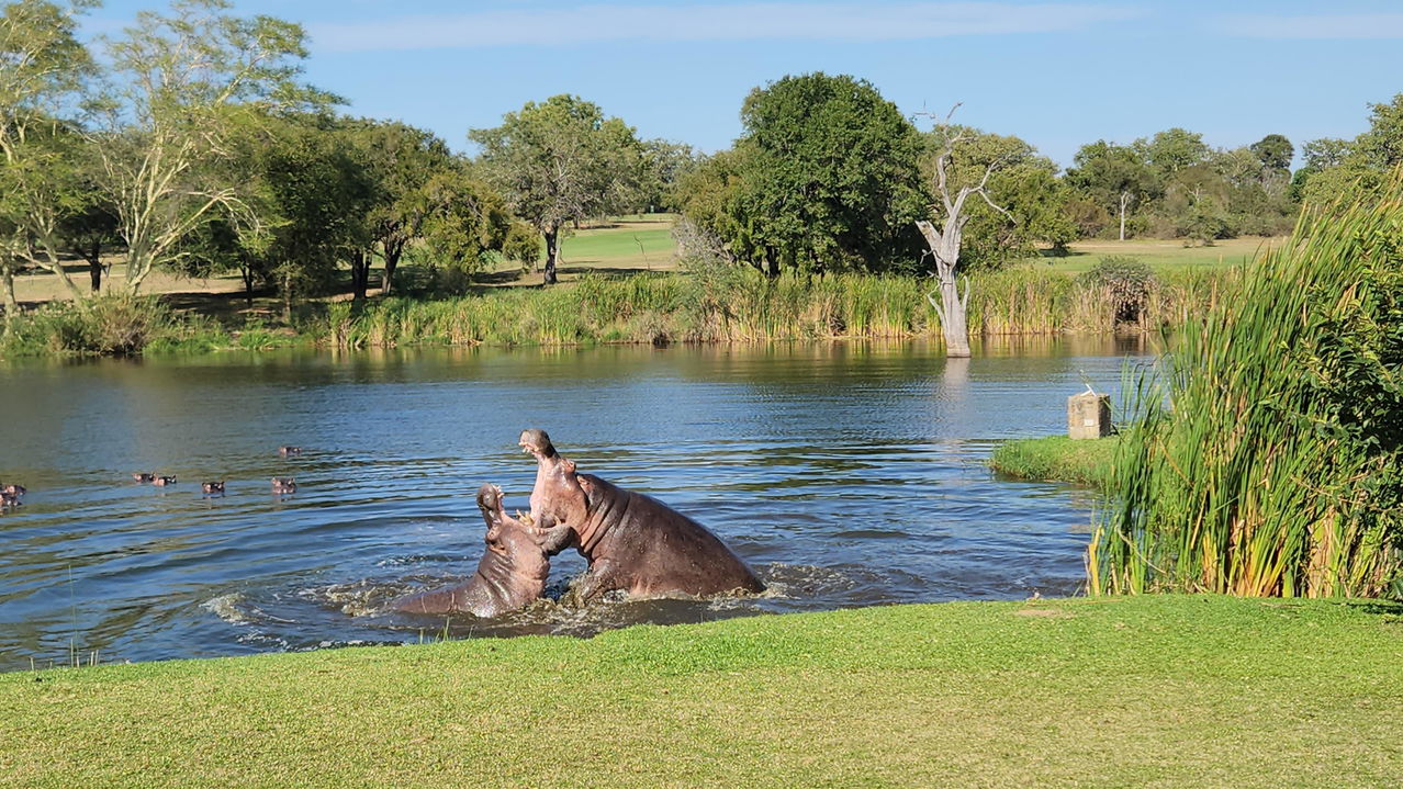 two hippos fighting in dam on kambaku golf course