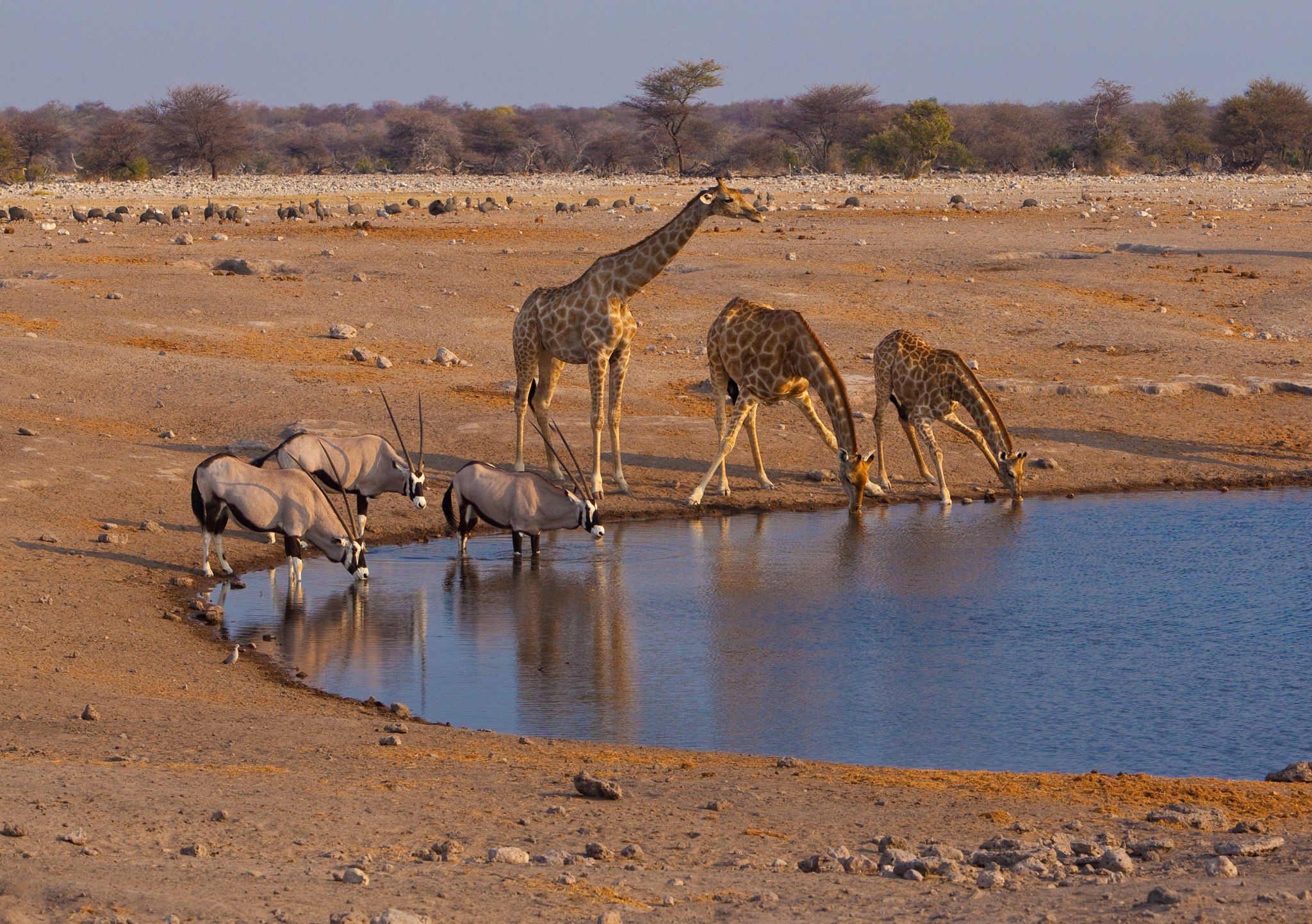 giraffes and oryx at watering hole spotted on safari with Rovos rail luxury train safaris