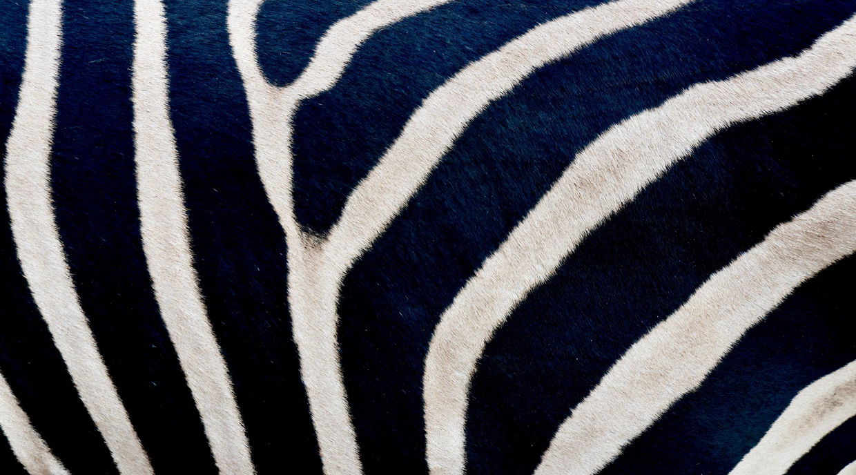 zebra skin pattern only