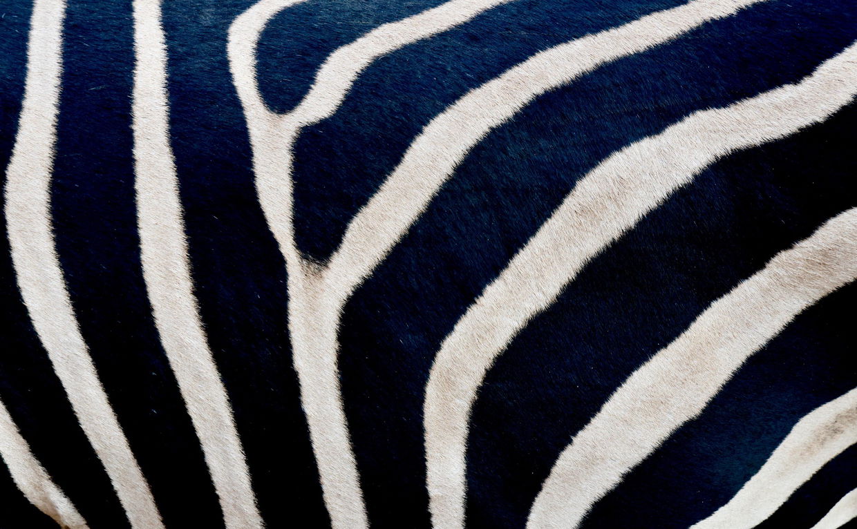 zebra skin pattern only
