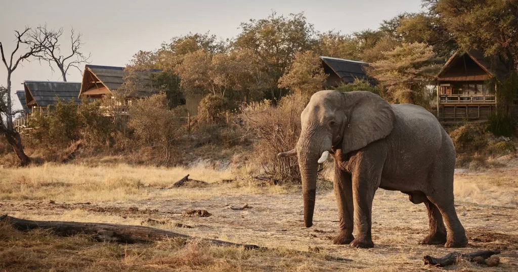 Savute Elephant Lodge | A Majestic Safari Experience