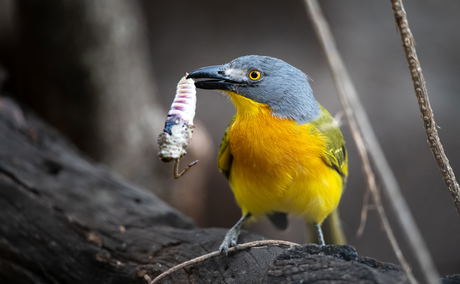 Grey-headed bushshrike with catch in beak at singita lodges kruger national park Grey-headed bushshrike with catch in beak at singita lodges kruger national park