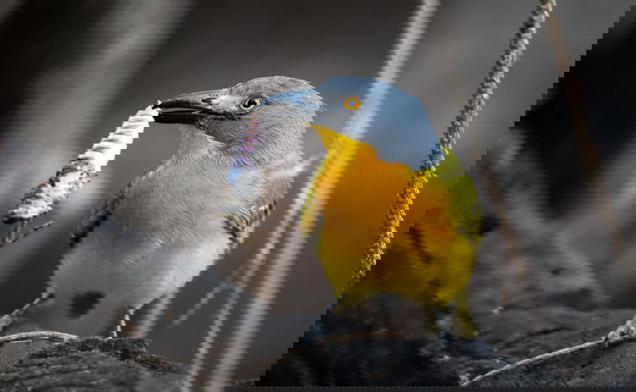 Grey-headed bushshrike with catch in beak at singita lodges kruger national park