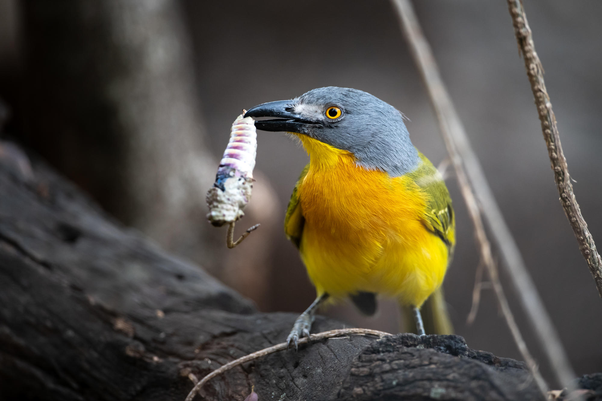 Singita Sabi Sand Grey Headed Bush Shrike with grub in mouth
