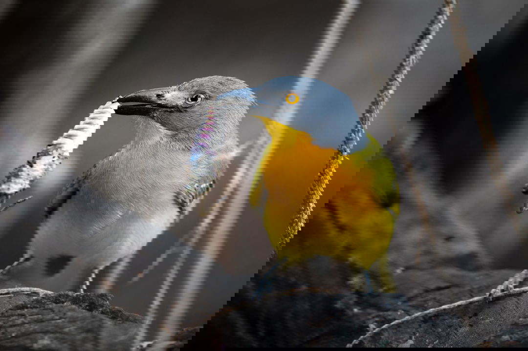 Grey-headed bushshrike with catch in beak at singita lodges kruger national park