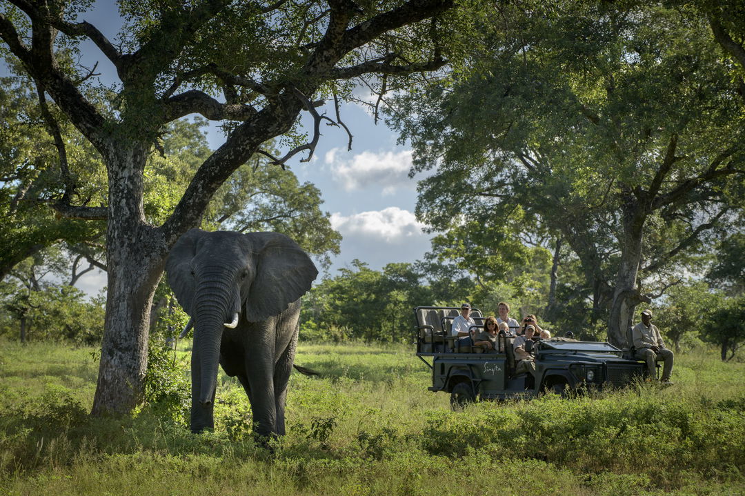 elephant under tree with safari vehicle behind at singita castleton lodge