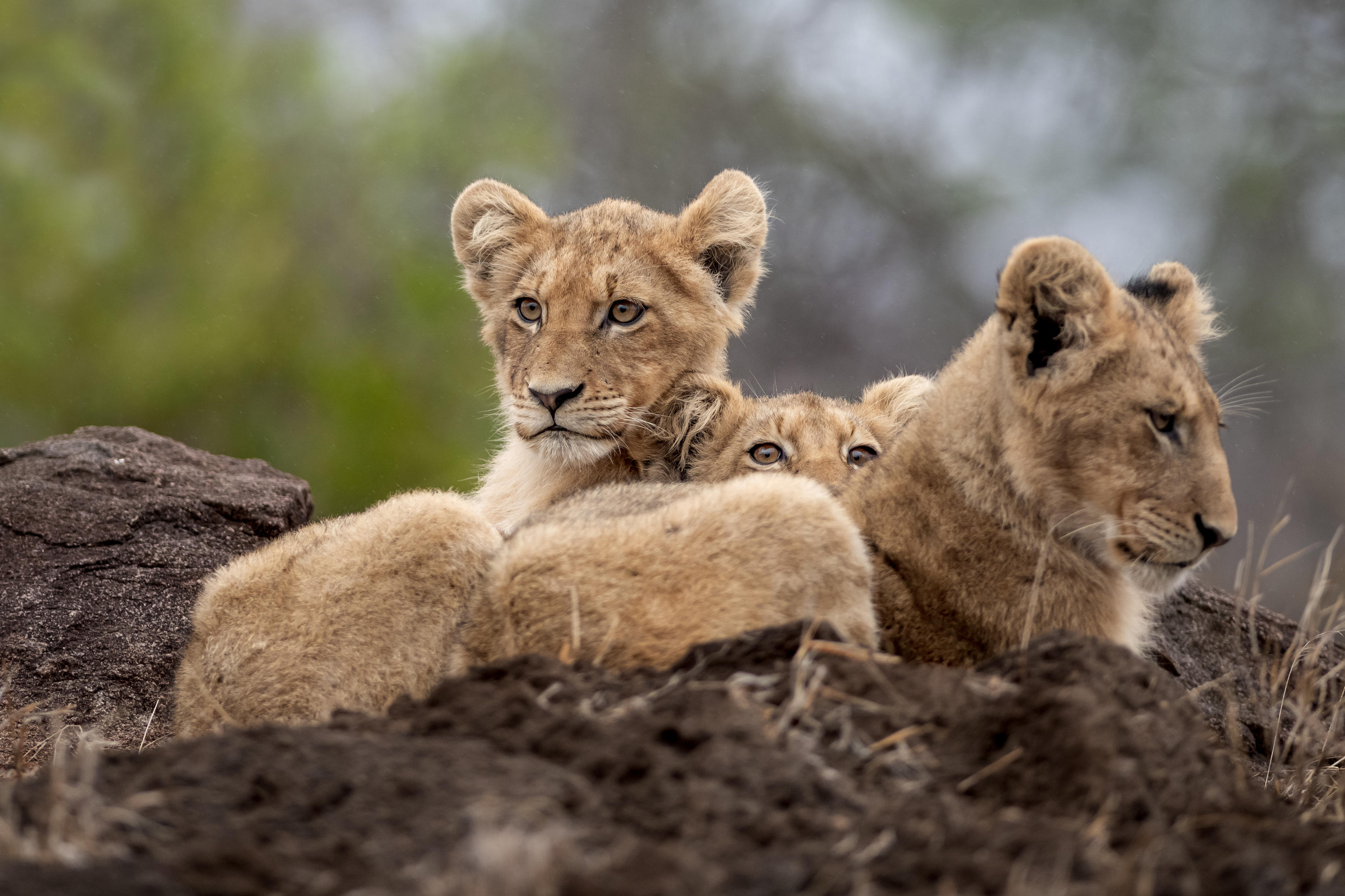 wo young lions on an outcrop at singita ebony lodge