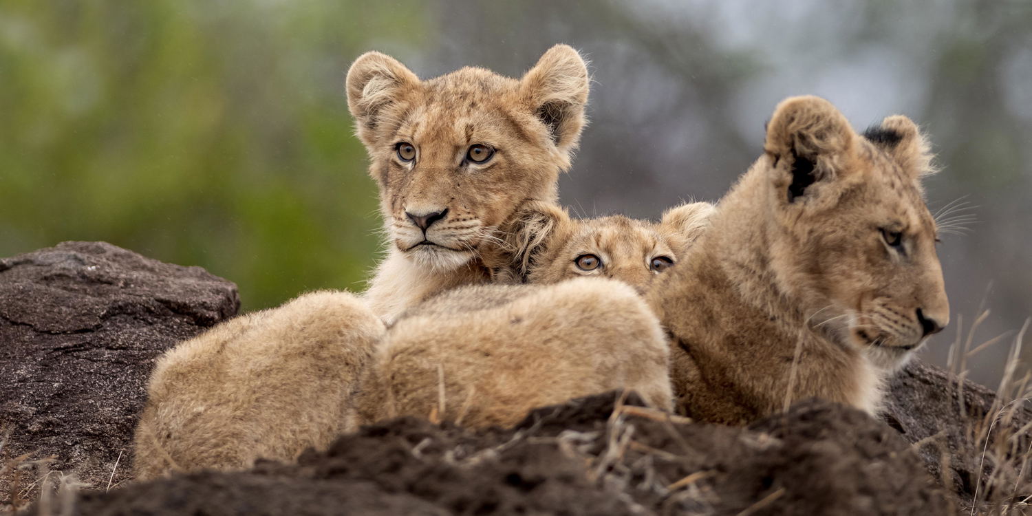 wo young lions on an outcrop at singita ebony lodge