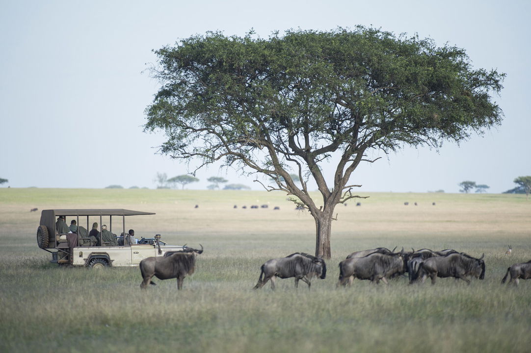 herd of wildebeest on plains next to game drive vehicle at Singita Faru Faru lodge Serengeti