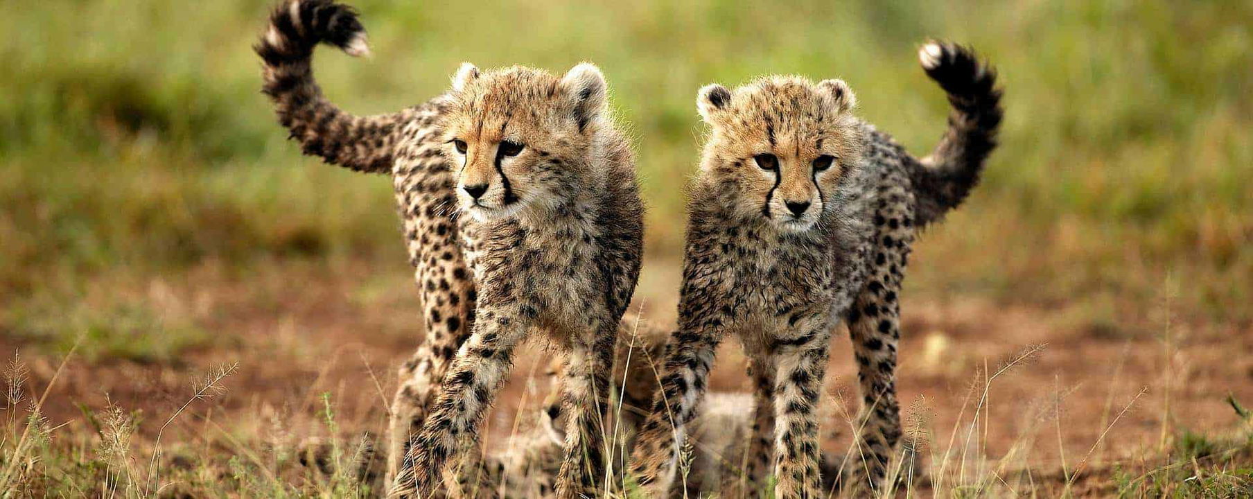 two young cheetah cubs on the plains of Singita Faru Faru lodge Serengeti