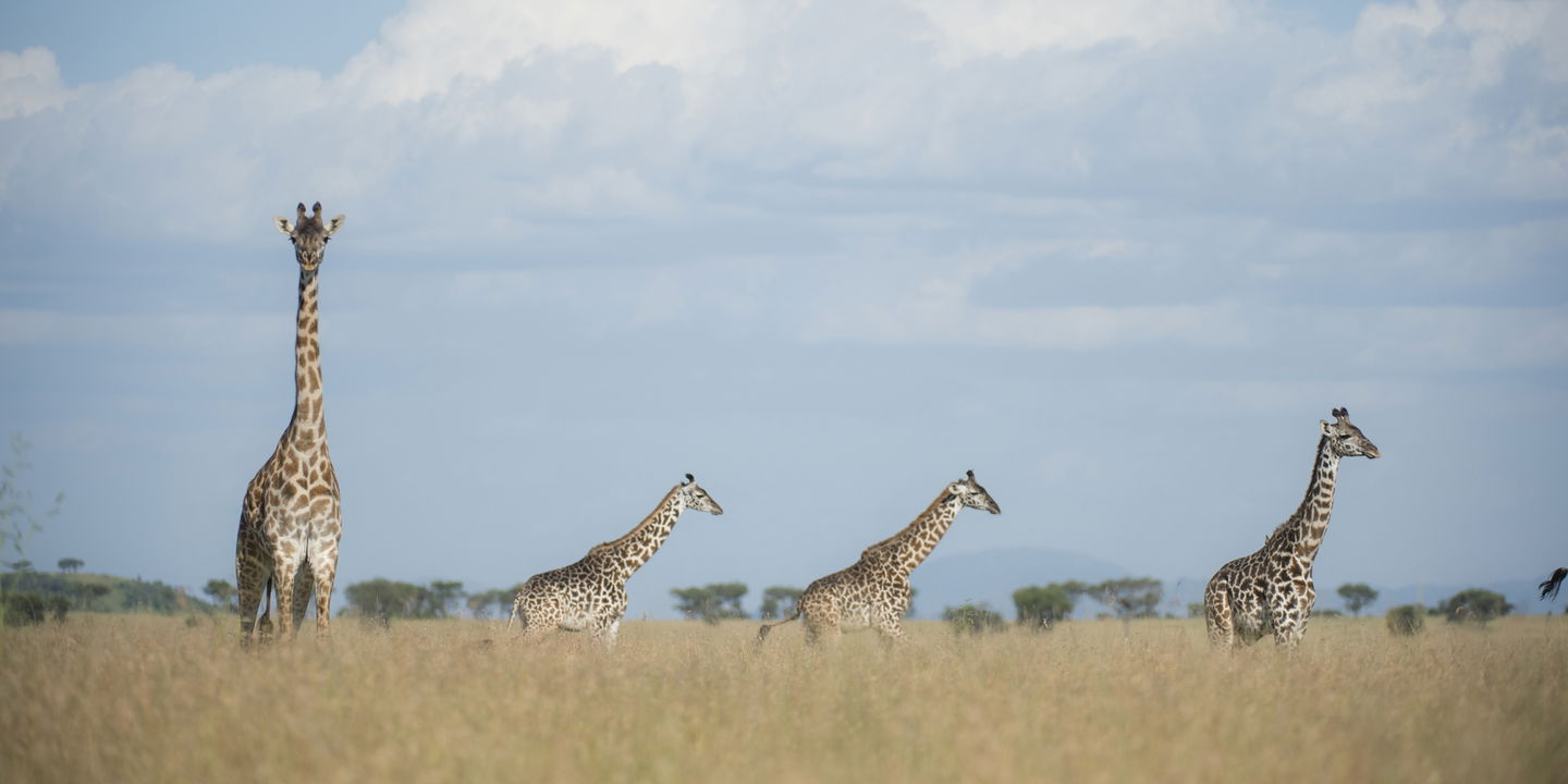 giraffes on the plains of Singita Faru Faru lodge Serengeti