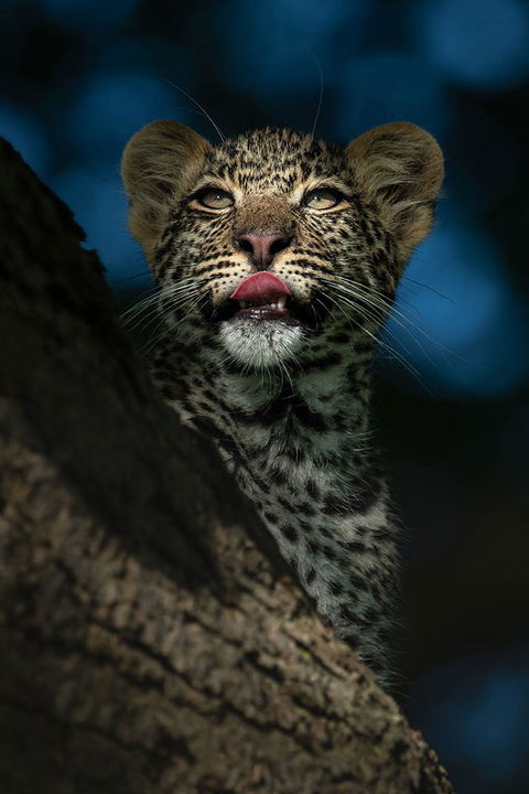 leopard with tongue out in a tree by Singita Faru Faru lodge Serengeti