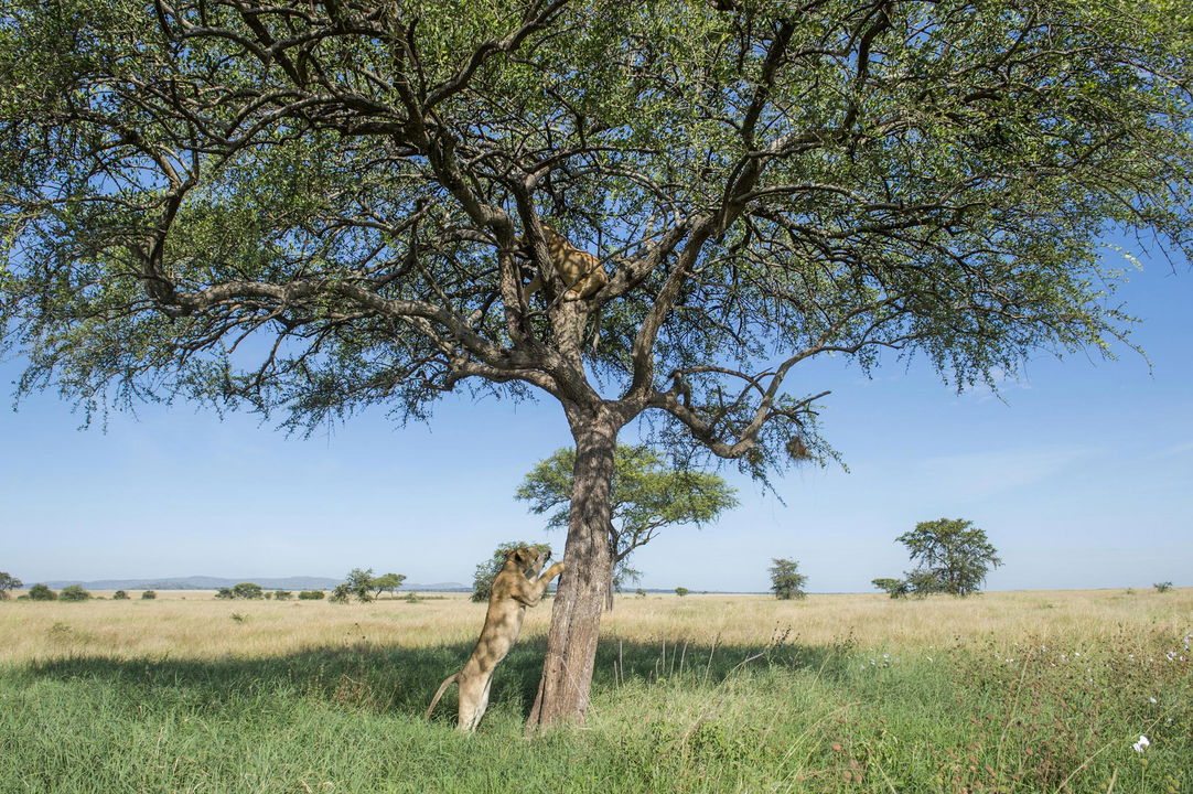 lions climbing a tree on the plains of Singita Faru Faru lodge Serengeti