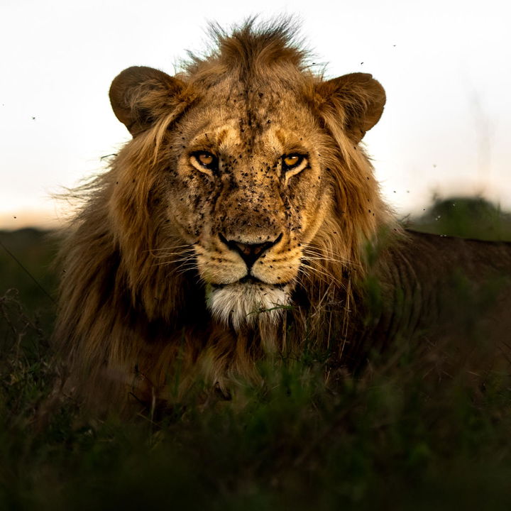old male lion in grass by Singita Faru Faru lodge Serengeti