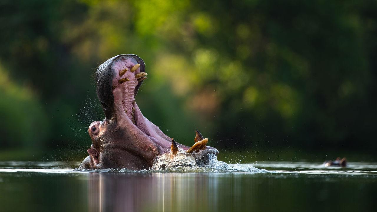 hippo yawning in the pool at singita kruger park