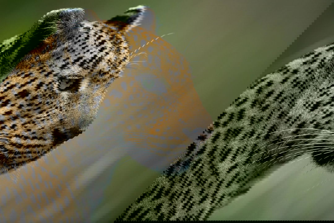 headshot of a male leopard at singita kruger national park