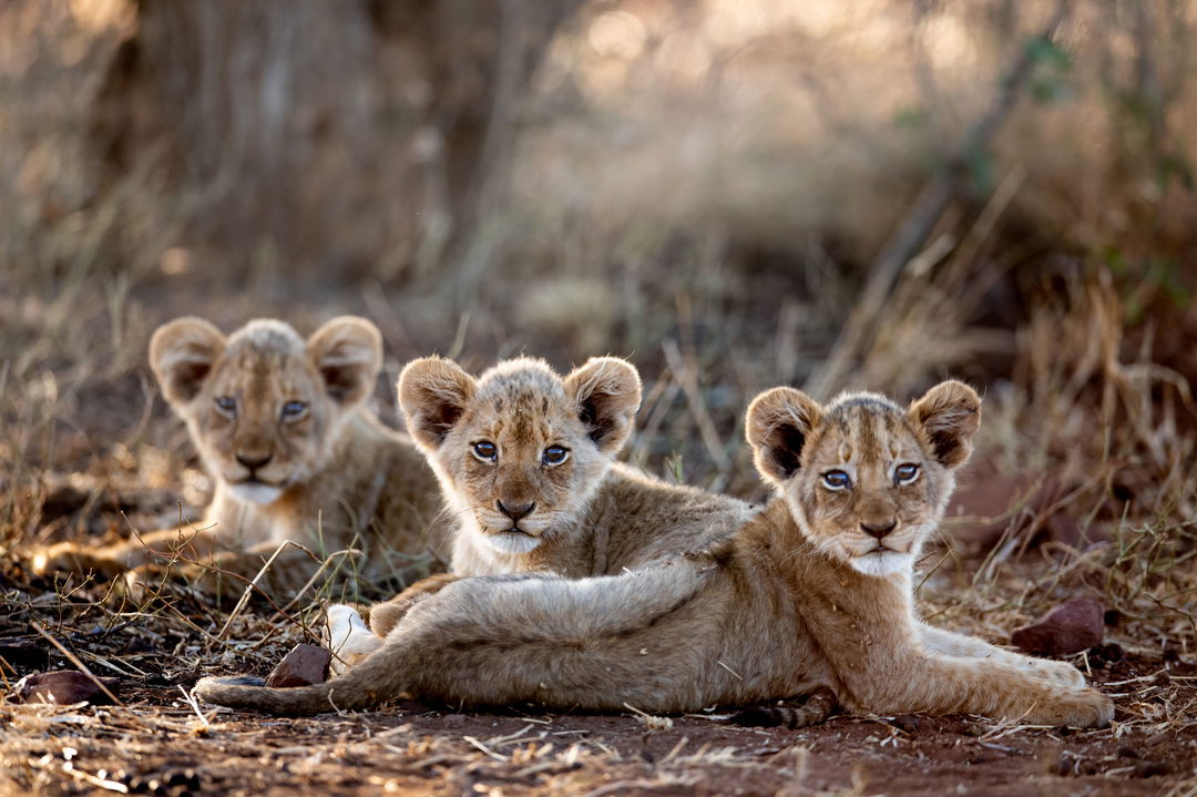 three young lion cubs lying in the short grass at singita kruger national park