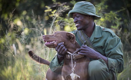 tracker and dog at singita sabi sand tracker and dog at singita sabi sand