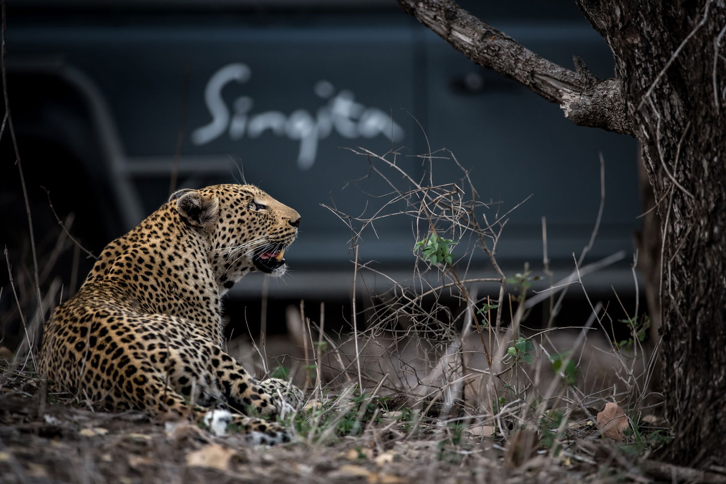 leopard lying down at side of safari vehicle at singita sabi sand