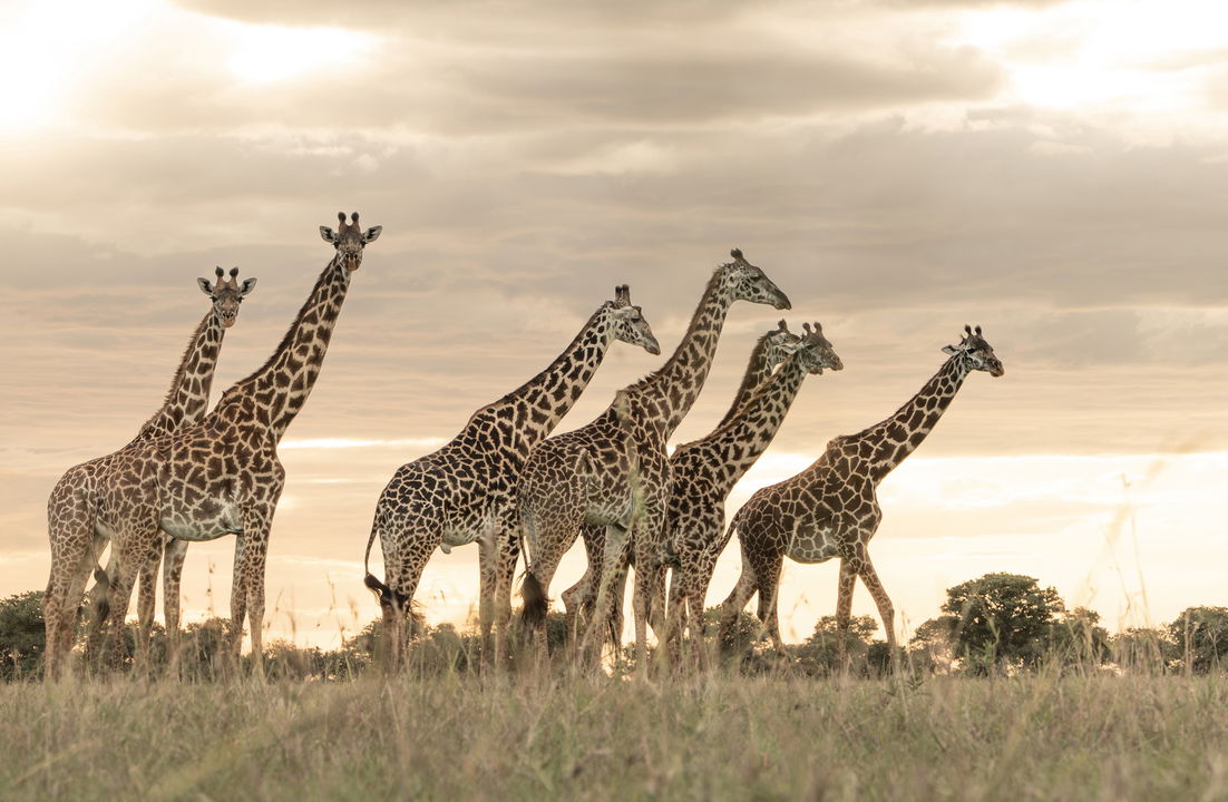 giraffes sighting at sunset by singita sabi sand