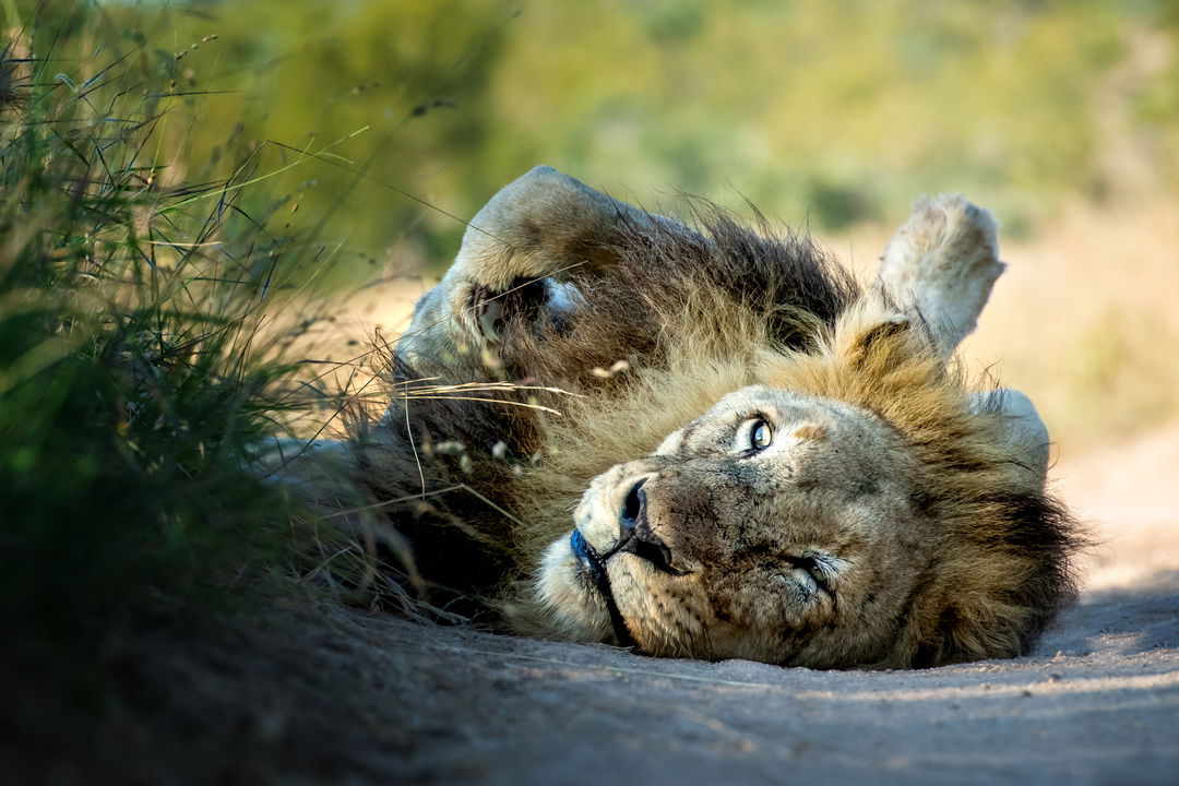 male lion lying in road at singita sabi sand