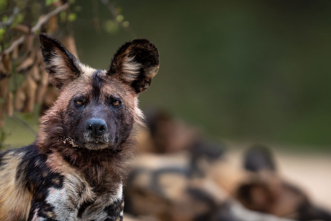 wild dog looking at camera by singita sabi sand