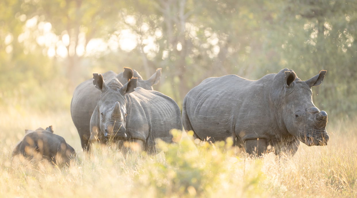 three rhinos spotted in tall grass of singita sabi sand