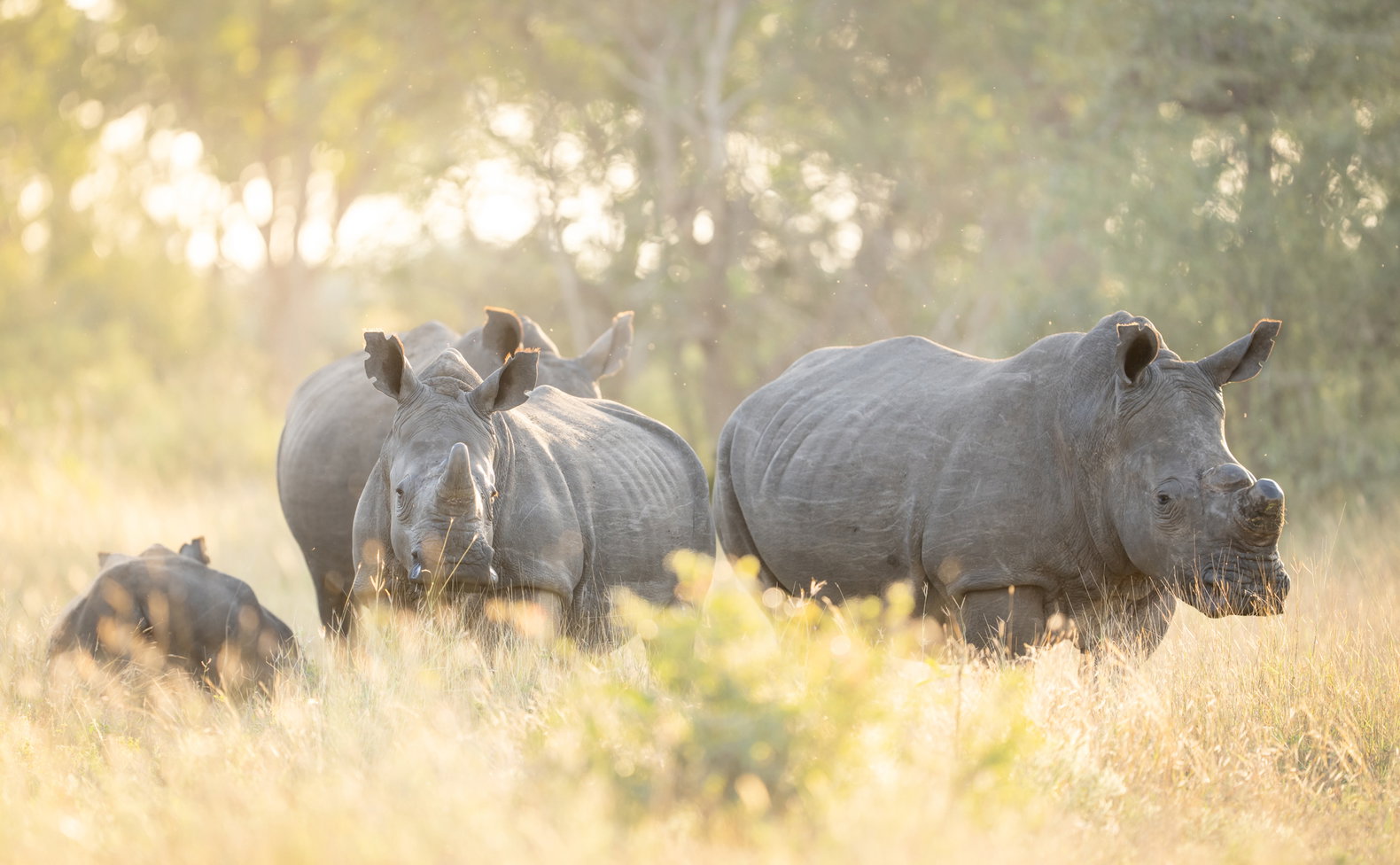 three rhinos spotted in tall grass of singita sabi sand