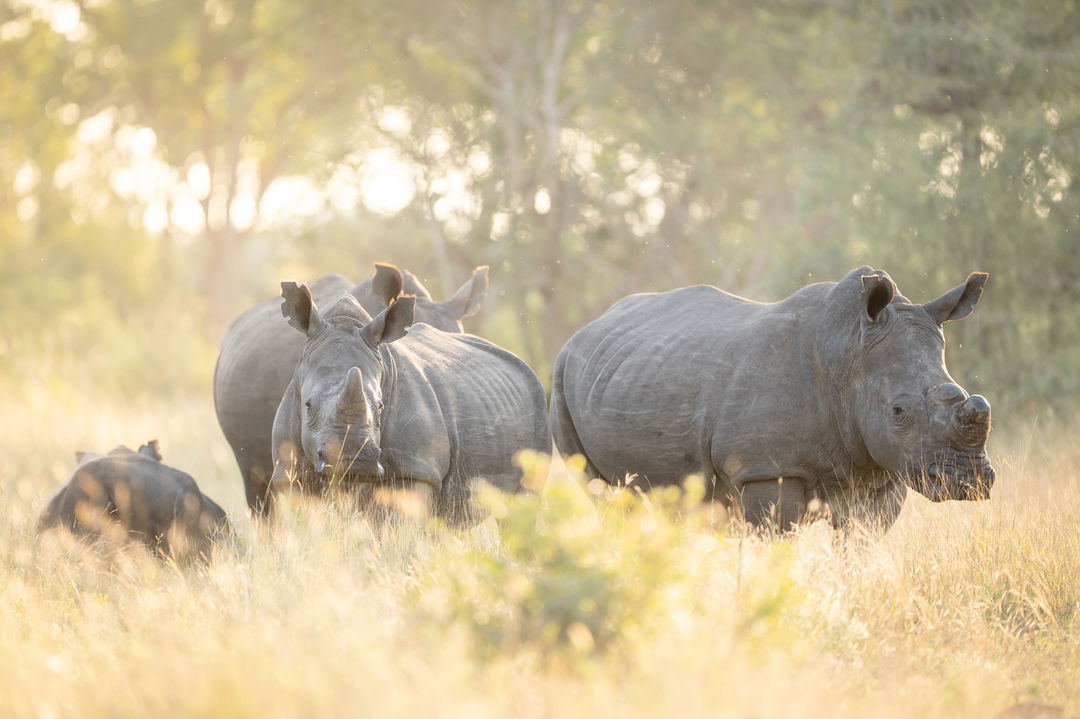 three rhinos spotted in tall grass of singita sabi sand