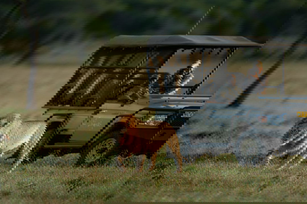 male lion spotted on a game drive of Singita Sabora Tented Camp Serengeti 
