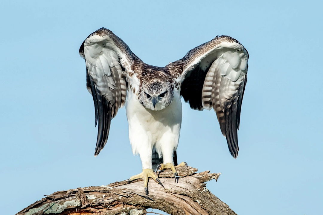 martial eagle on a branch by Singita Sabora Tented Camp Serengeti 