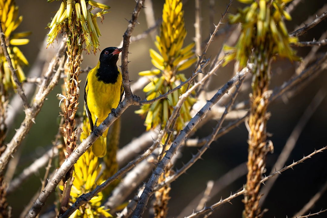 black headed oriole in a flower bush of Singita Sabora Tented Camp Serengeti 