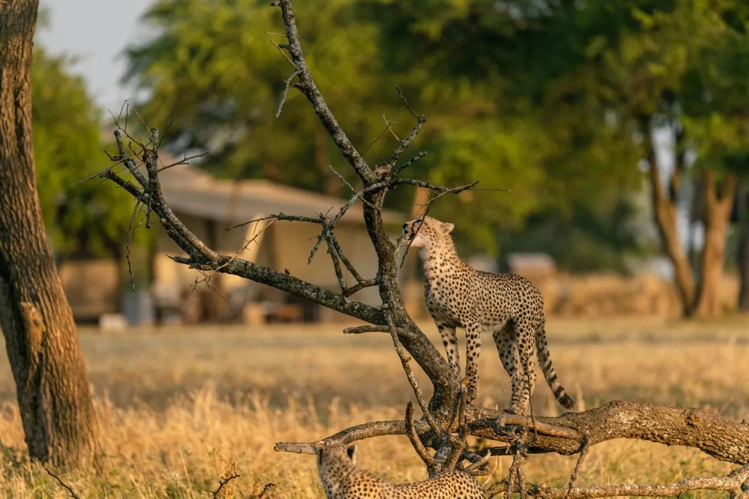 cheetah on a tree branch in front of Singita Sabora Tented Camp Serengeti 