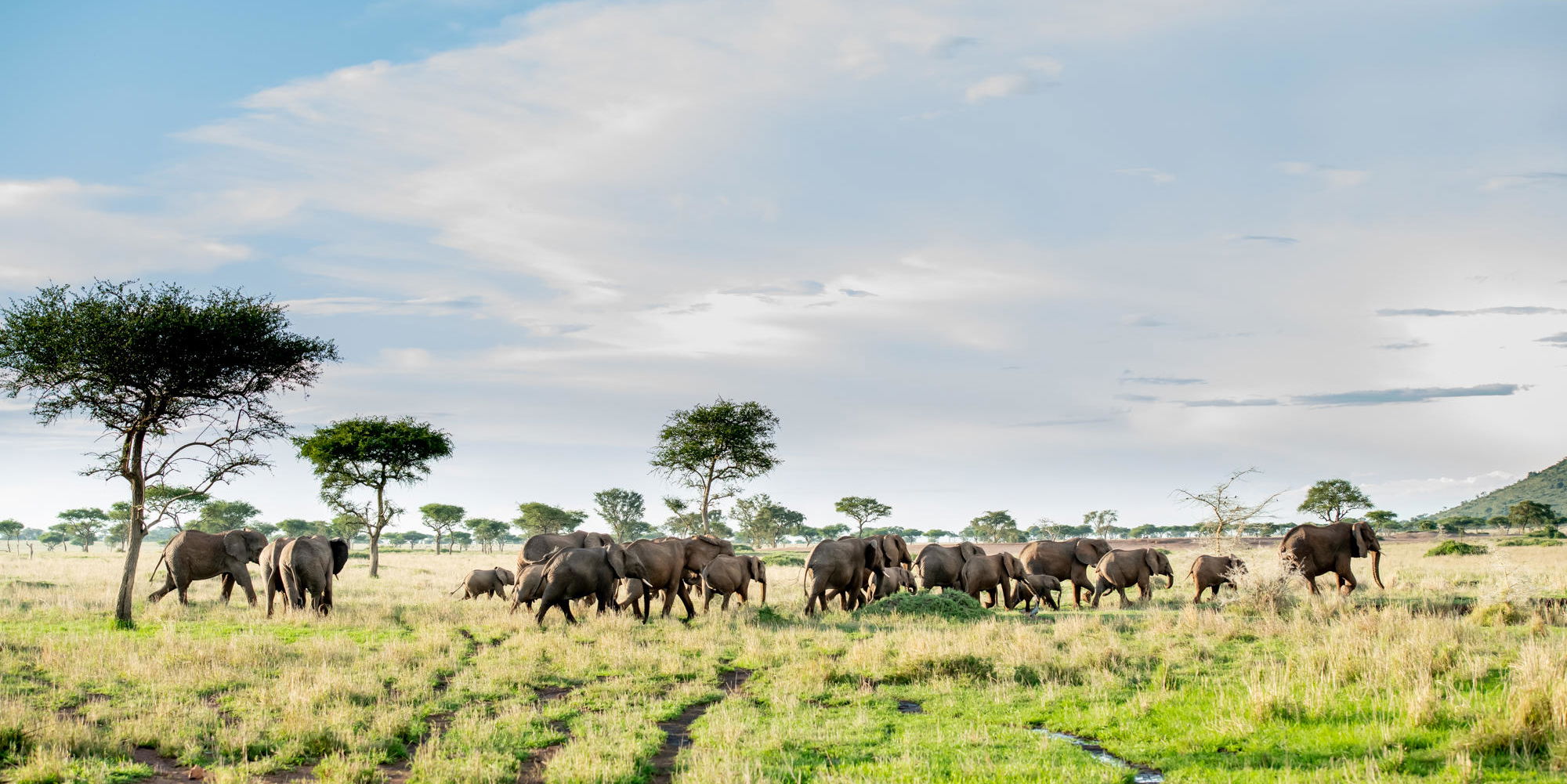 elephants on the plains sighted by Singita Sabora Tented Camp Serengeti 