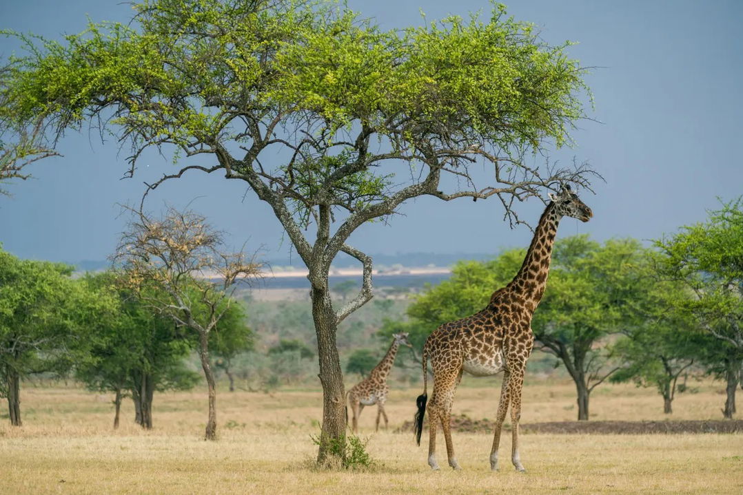 giraffes under trees on the plains spotted by Singita Sabora Tented Camp Serengeti 