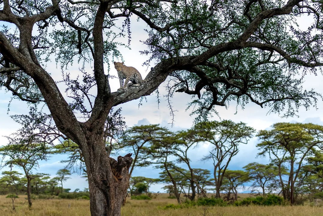 leopard in a tree sighted by Singita Sabora Tented Camp Serengeti 