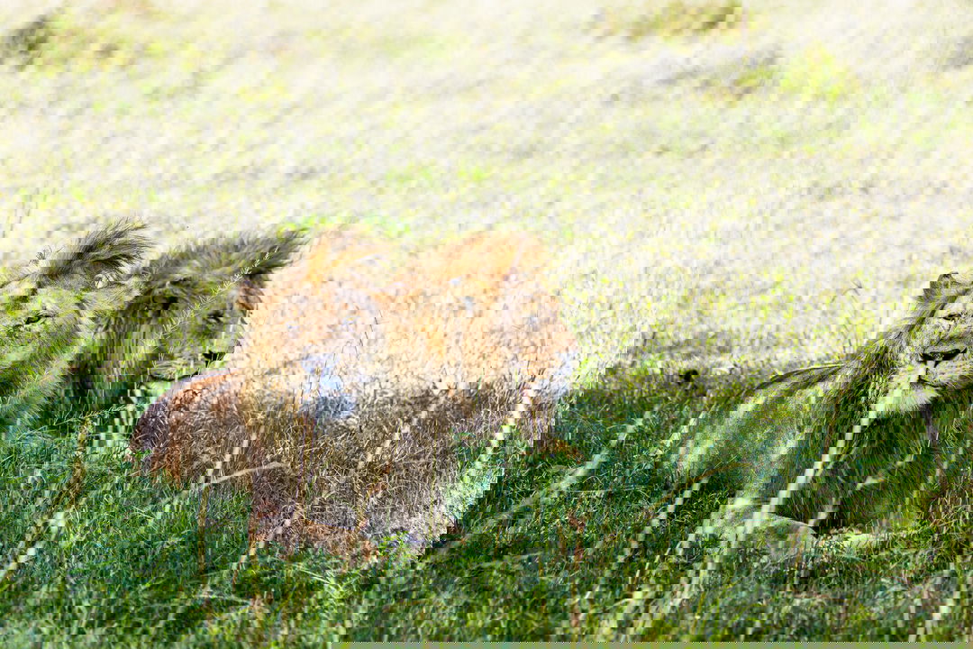 two male lions lying in the grass of the plains by Singita Sabora Tented Camp Serengeti 