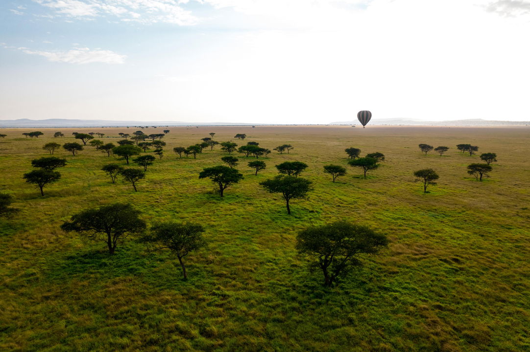aerial view of the plains of the Serengeti