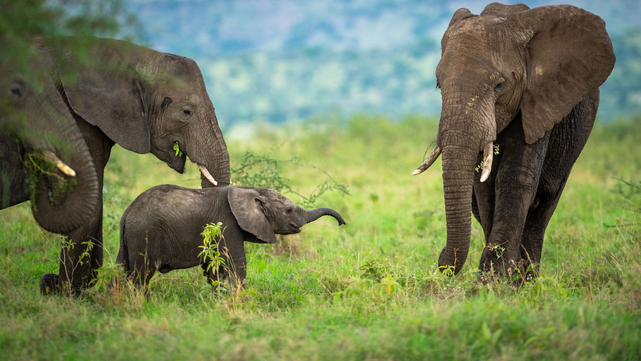 baby elephant in herd sighted at Singita Sasakwa lodge in Serengeti