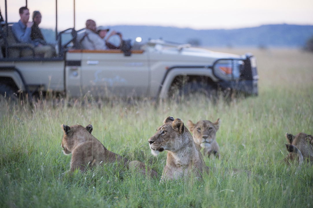 lions spotted by game drive vehicle on plains of Serengeti