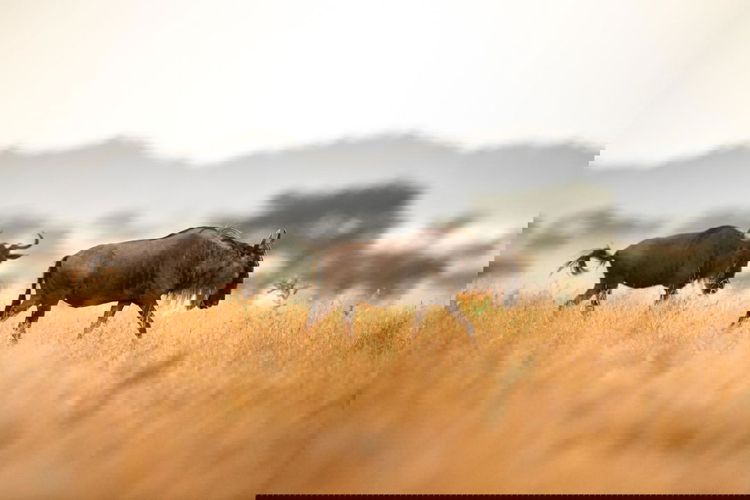 two wildebeest on the plains at Singita Sasakwa lodge in Serengeti
