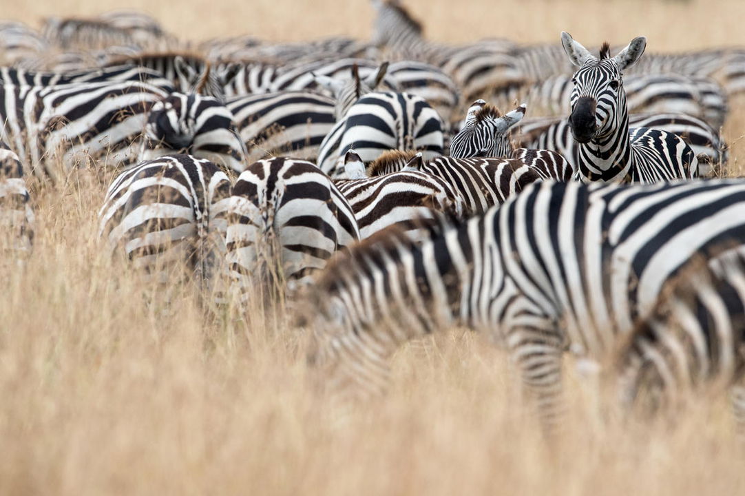 herd of zebras in the plains grass of the Serengeti by Singita Sasakwa