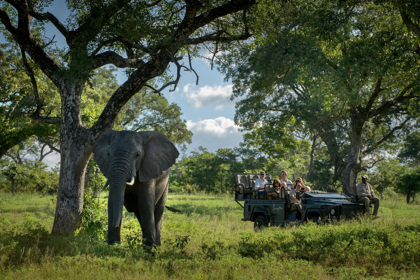 elephant under a tree with a safari vehicle in background looking on