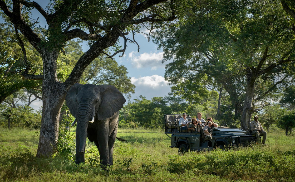 elephant under a tree with a safari vehicle in background looking on