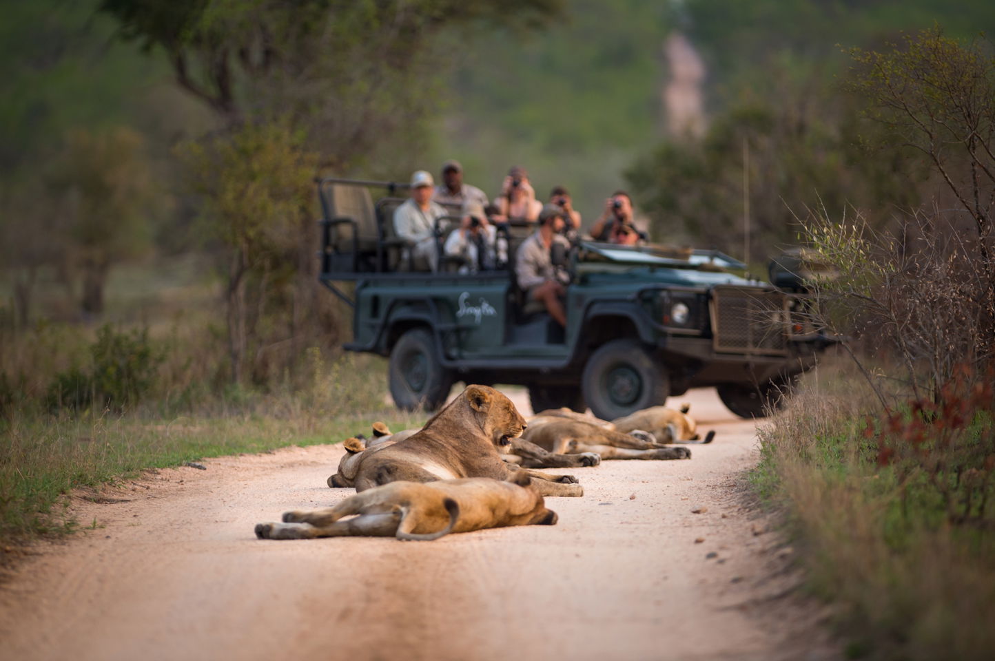 Pride of lions lying in the dirt road at sunset with safari vehicle in background at Singita Ebony lodge