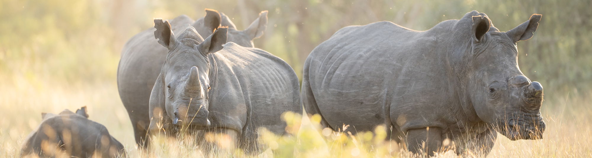 family of rhinos in Kruger national park early morning