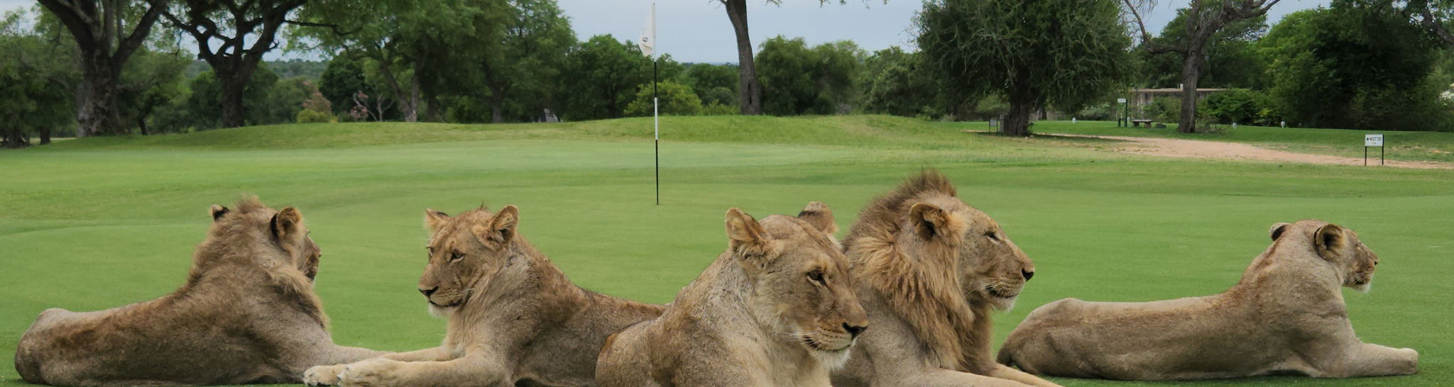 5 lions lying on the green of skukuza golf course kruger national park
