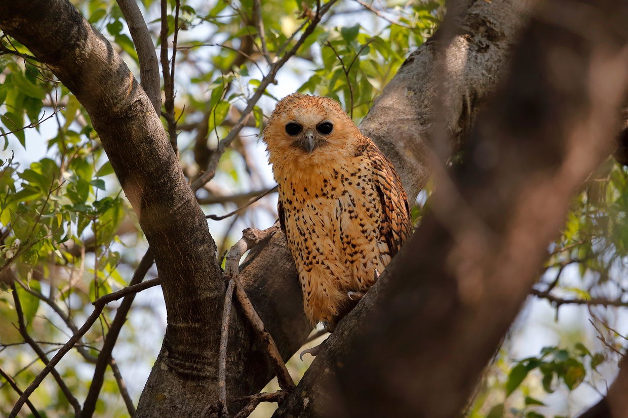 pel's fishing owl in a tree in kruger national park