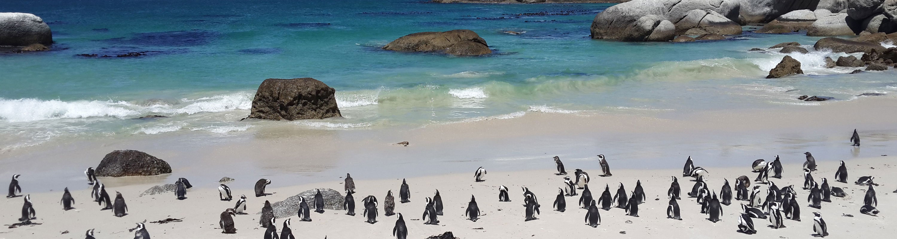 Penguins on the beach at boulders cape town