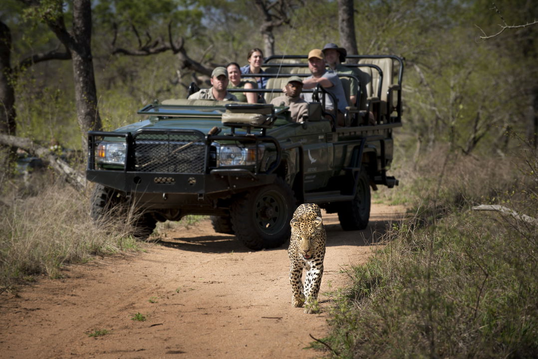 leopard walking in front of safari vehicle at &Beyond Tengile River Lodge Sabi Sands